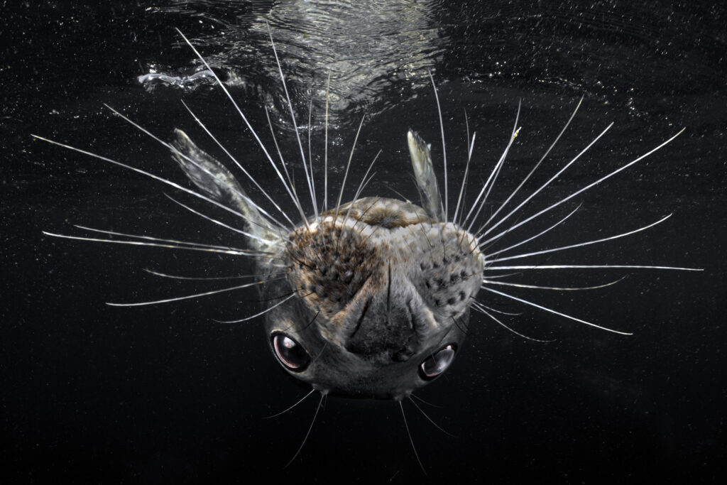 seal by alex tattersall